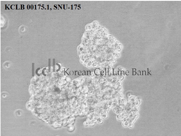 SNU-175