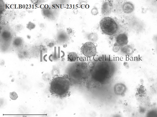 SNU-2315-CO