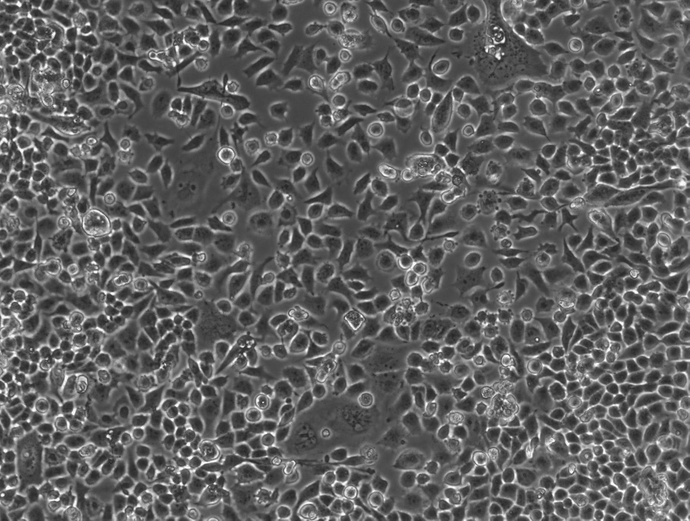 SNU-2962A