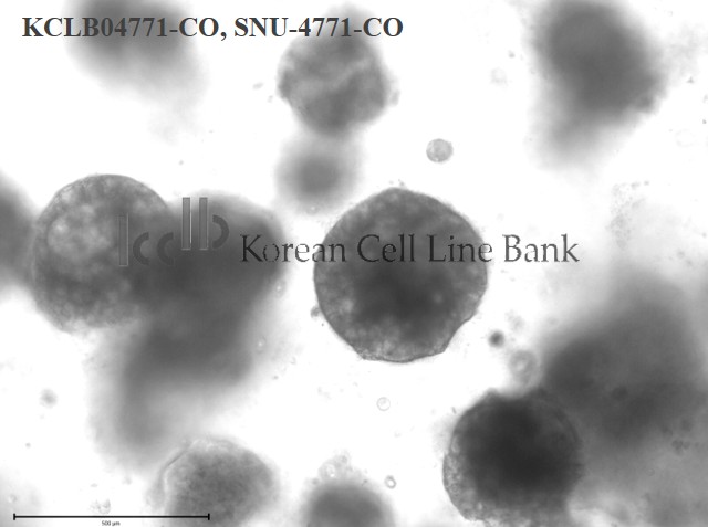 SNU-4771-CO