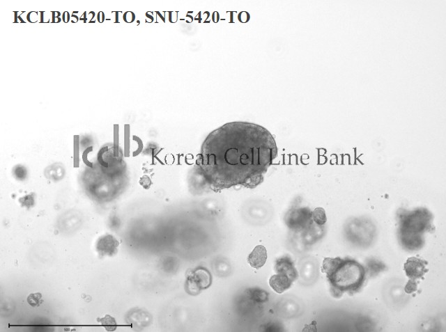 SNU-5420-TO