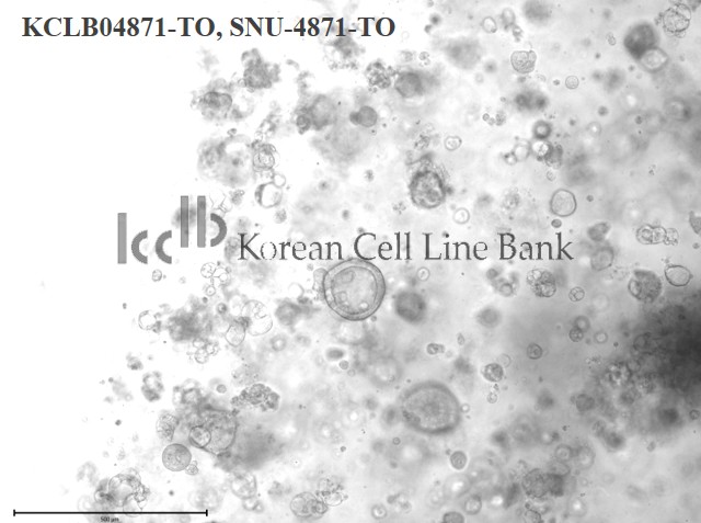 SNU-4871-TO