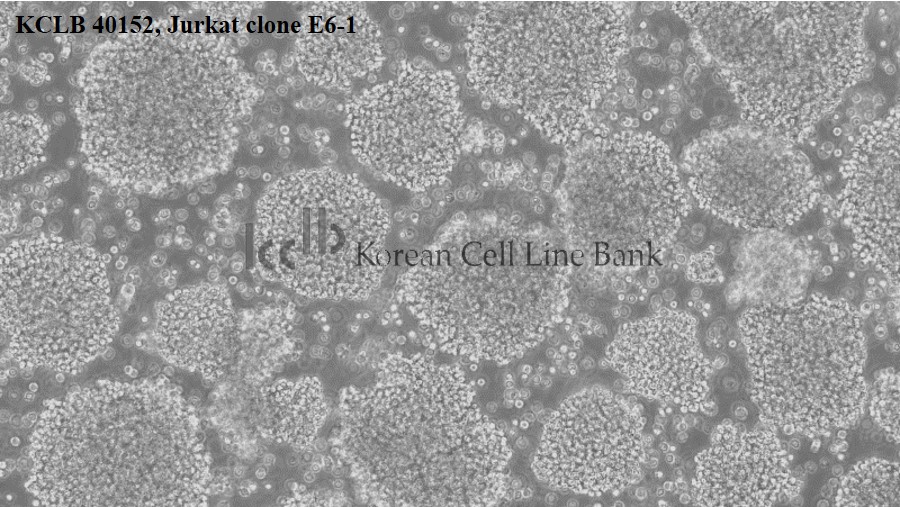 Jurkat clone E6-1