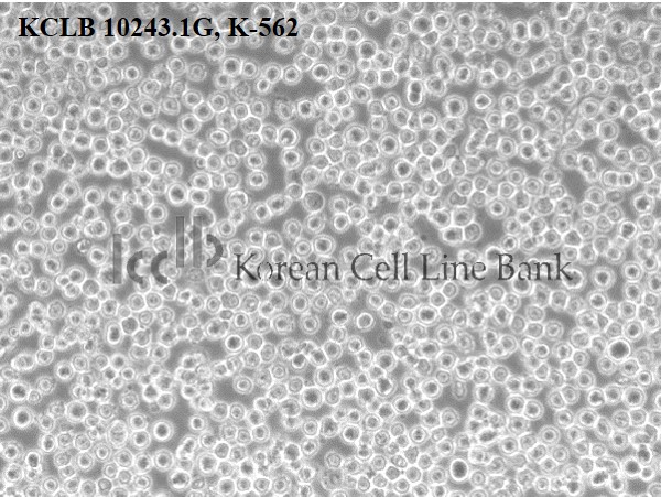 K-562