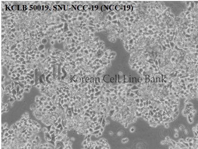 SNU-NCC-19 (NCC-19)