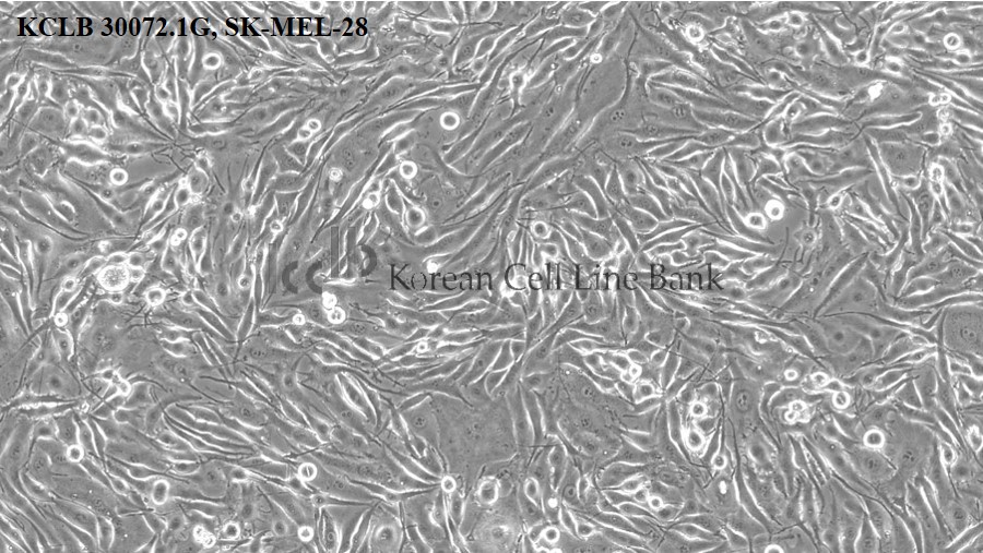SK-MEL-28
