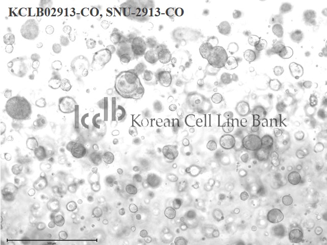 SNU-2913-CO