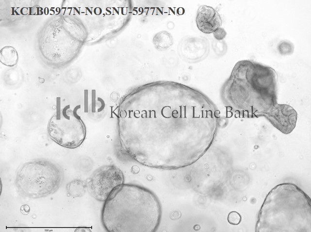 SNU-5977N-NO