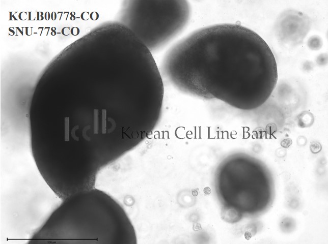 SNU-778-CO