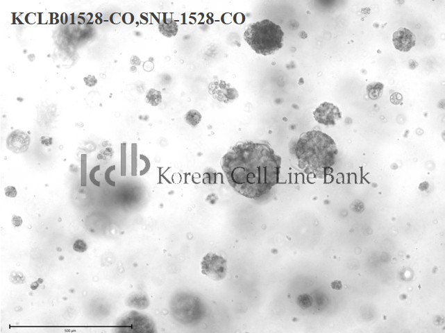 SNU-1528-CO