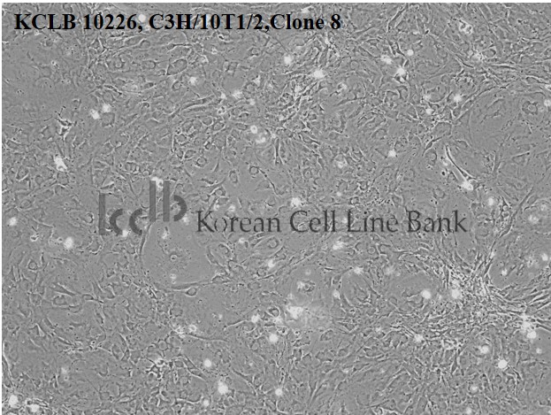 C3H/10T1/2,Clone 8