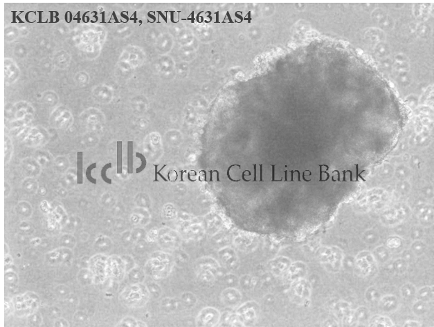 SNU-4631AS4