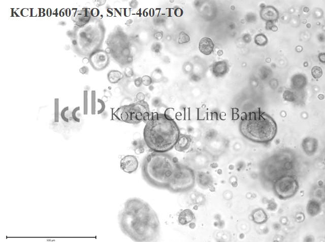 SNU-4607-TO