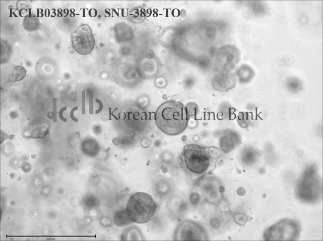 SNU-3898-TO