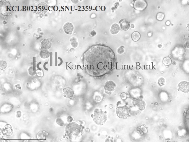 SNU-2359-CO