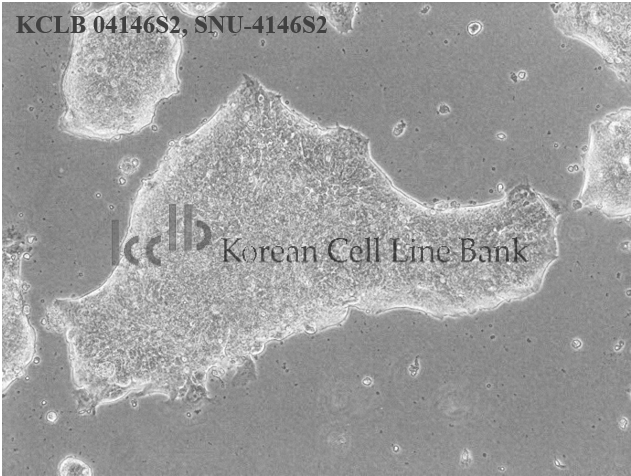 SNU-4146S2