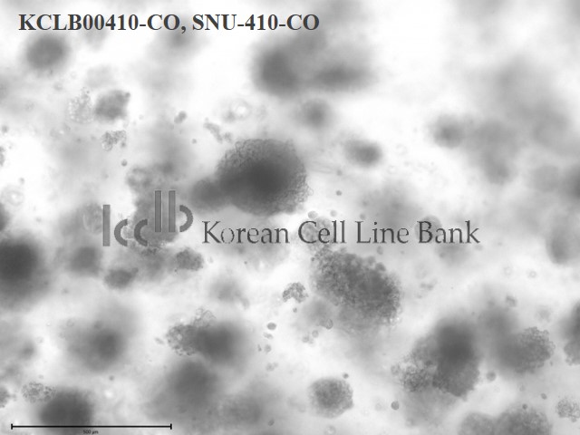 SNU-410-CO
