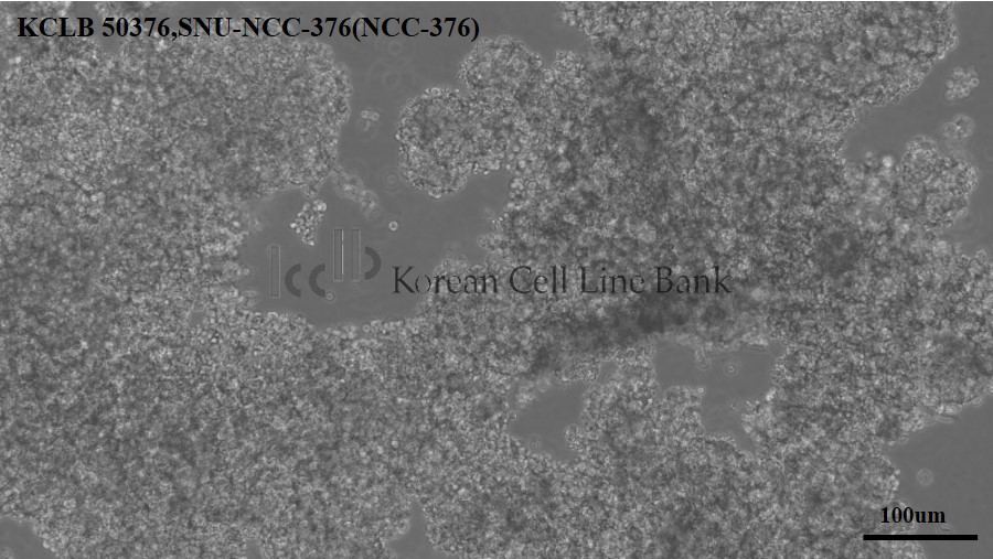 SNU-NCC-376(NCC-376)