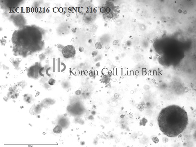 SNU-216-CO