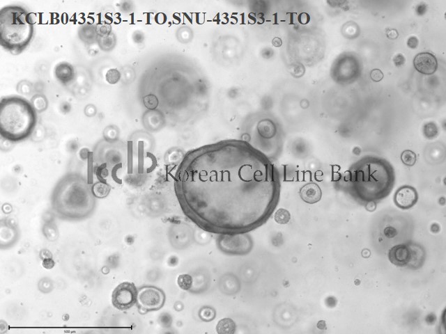 SNU-4351S3-1-TO