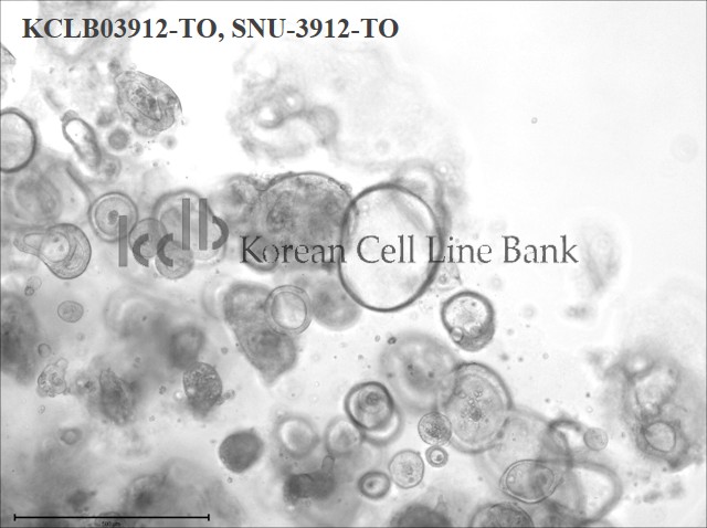 SNU-3912-TO