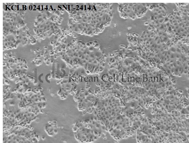 SNU-2414A