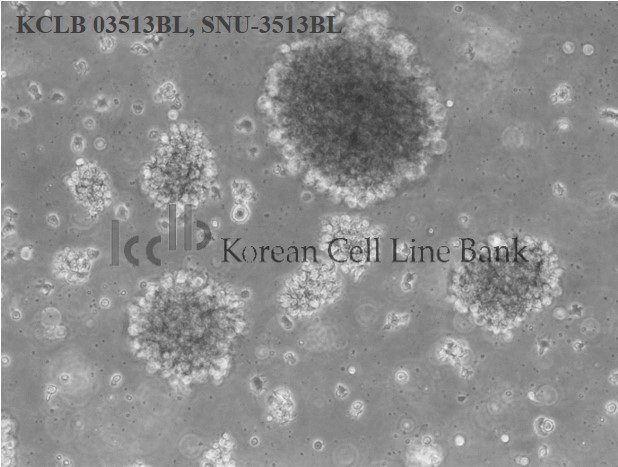 SNU-3513BL