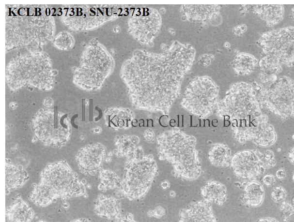 SNU-2373B