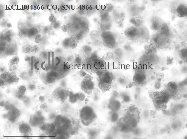 SNU-4866-CO