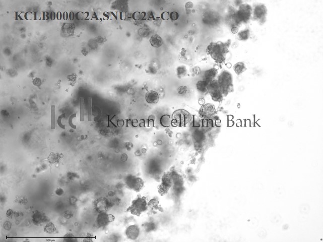 SNU-C2A-CO