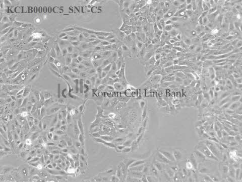 SNU-C5