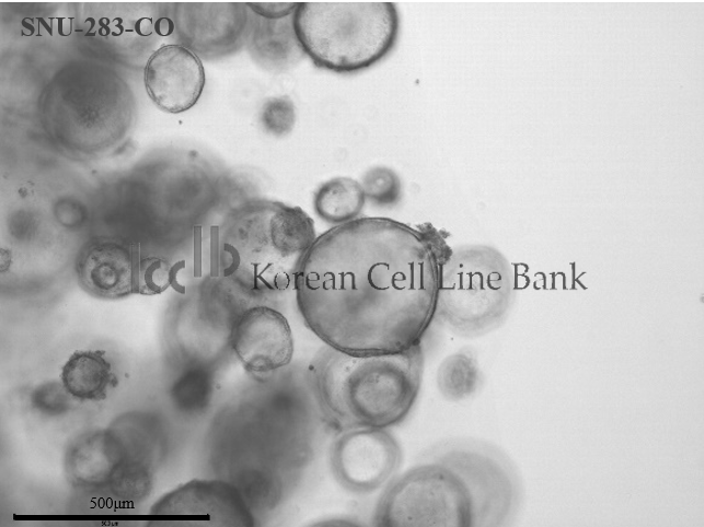 SNU-283-CO