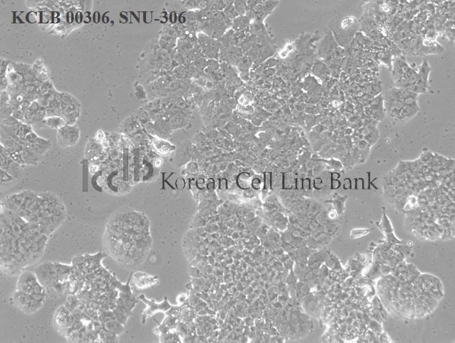 SNU-306