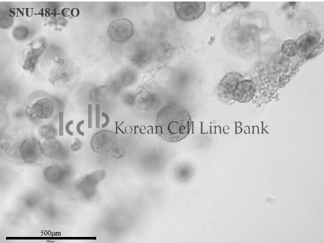 SNU-484-CO