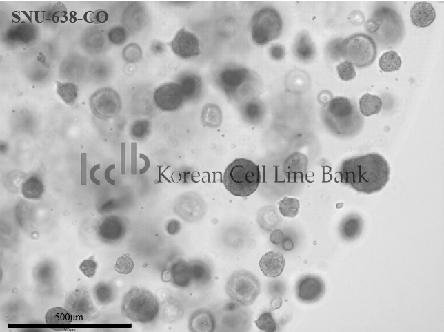 SNU-638-CO