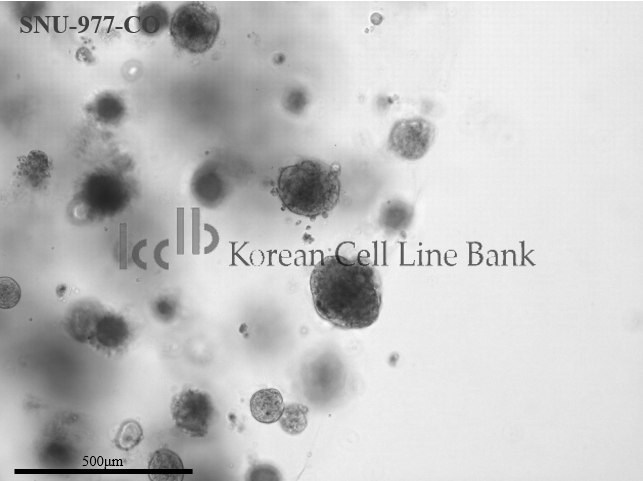 SNU-977-CO
