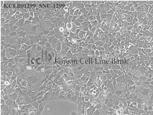 SNU-1299