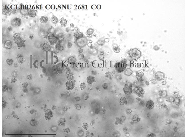 SNU-2681-CO