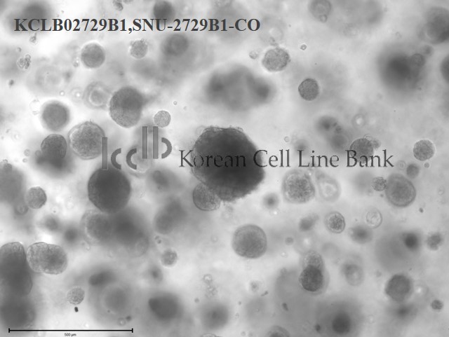 SNU-2729B1-CO