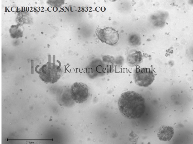 SNU-2832-CO
