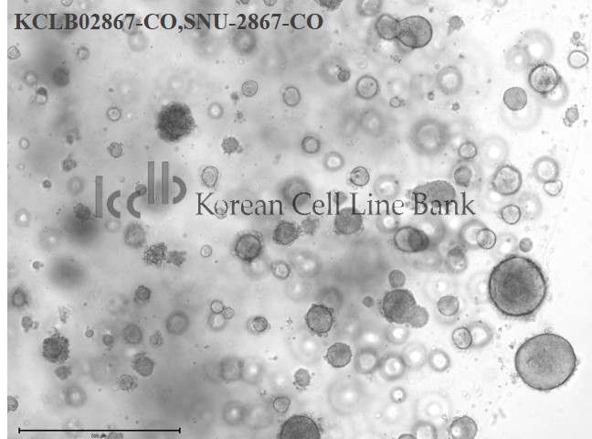 SNU-2867-CO