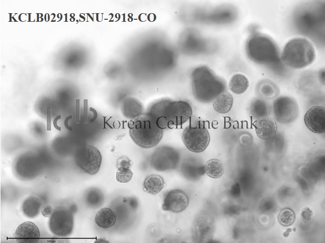 SNU-2918-CO