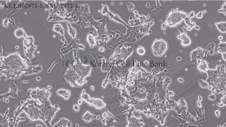 SNU-2972-1