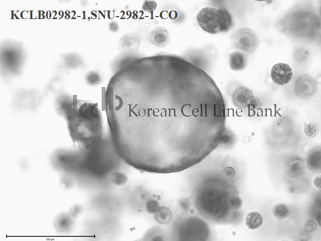 SNU-2982-1-CO