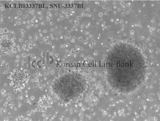 SNU-3337BL