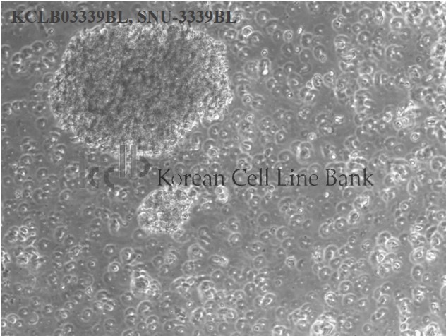 SNU-3339BL