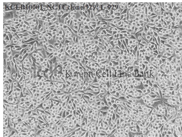 NCTC clone 929; L-929