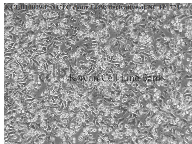 NCTC clone 1469; derivative of NCTC 721