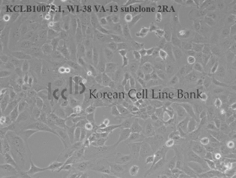 WI-38 VA-13 subclone 2RA