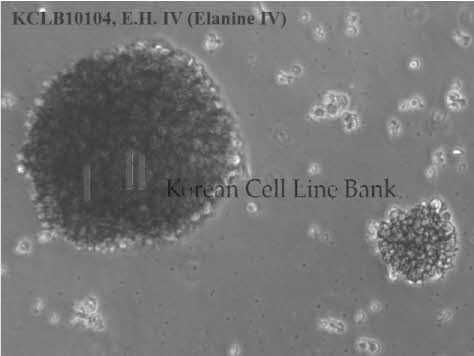 E.H. IV (Elanine IV)